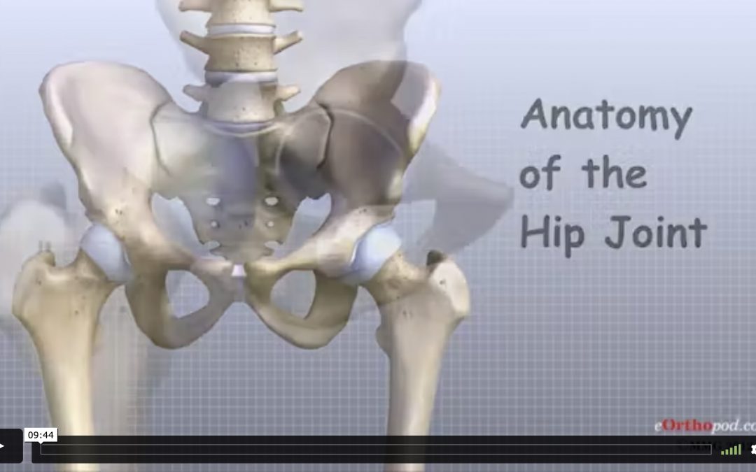 Anatomy of the Hip Joint … video by orthopod.com