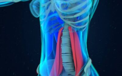 24 words for psoas tension